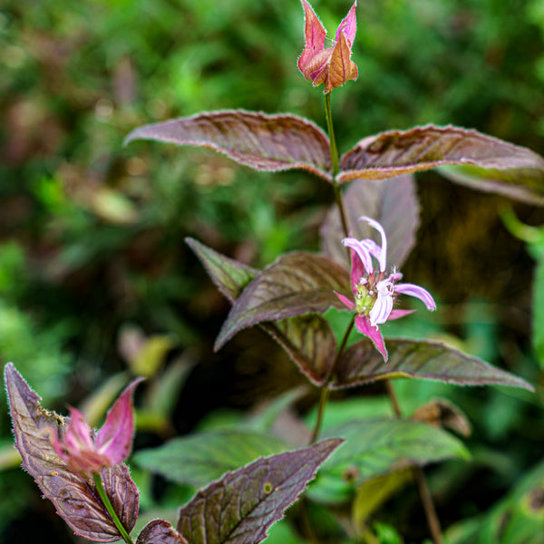 Eastern Bee Balm