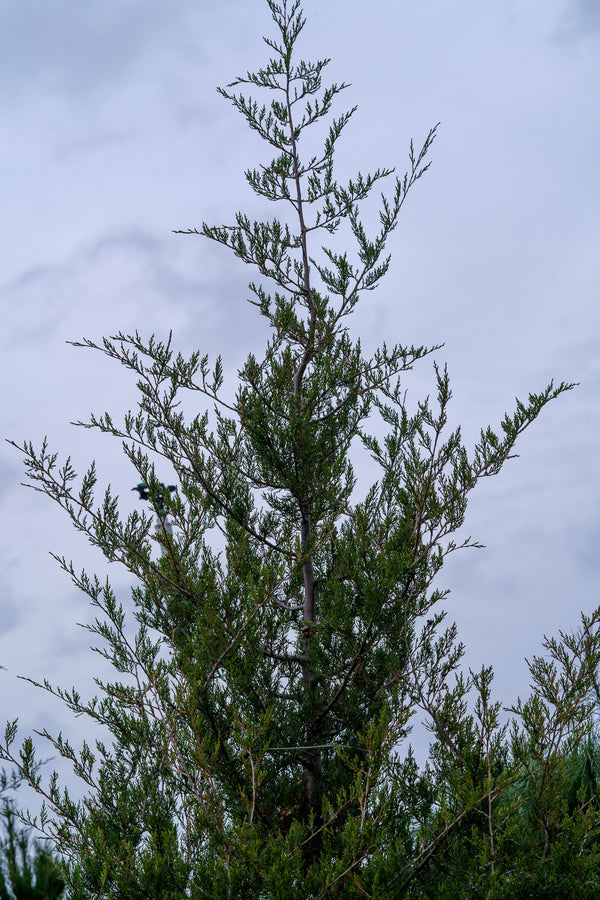 Eastern Red Cedar - Juniper - Conifers