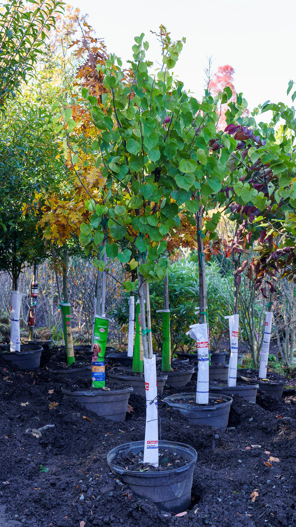 Eastern Redbud