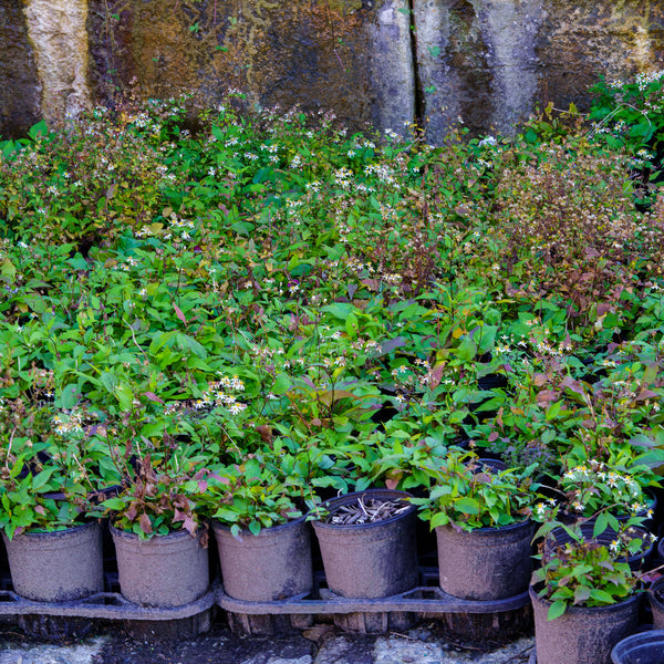 Eastern Star White Wood Aster