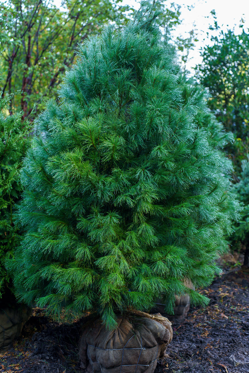 Eastern White Pine Tree Identification Eastern White Pine Tree Is A