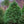 Load image into Gallery viewer, Eastern White Pine - Pine - Conifers
