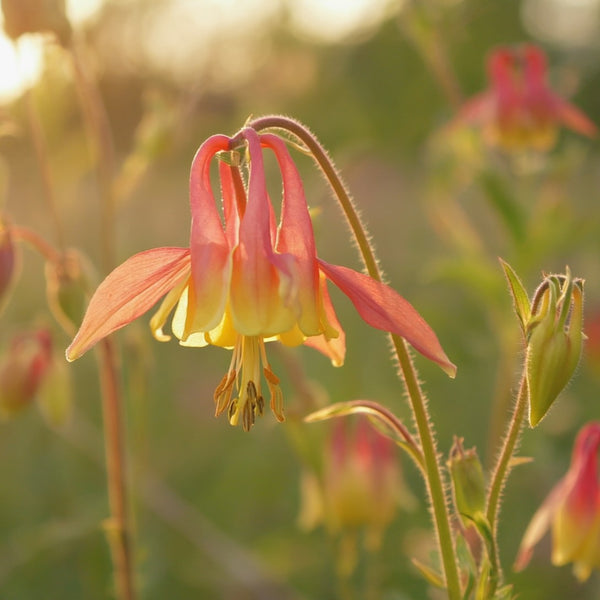 Eastern Red Columbine