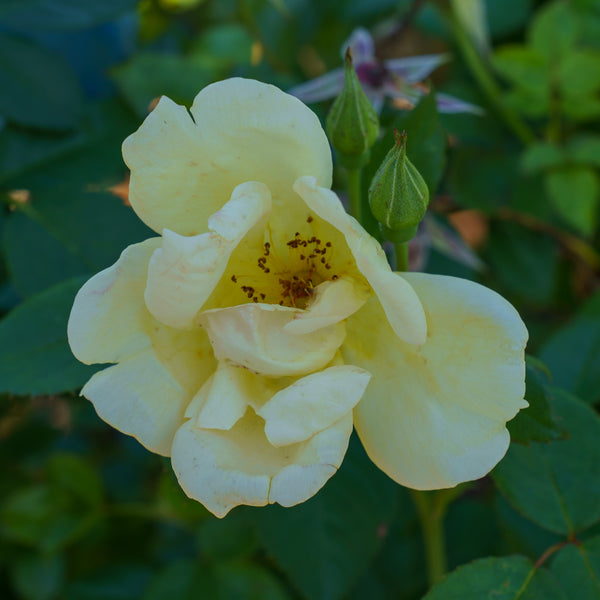 Easy Bee-zy Knock Out Rose