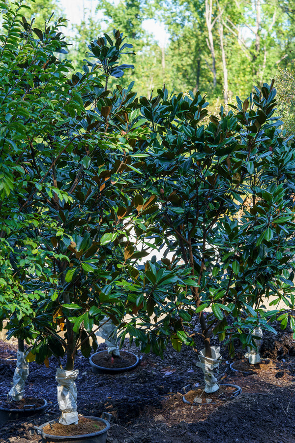 Edith Bogue Southern Magnolia