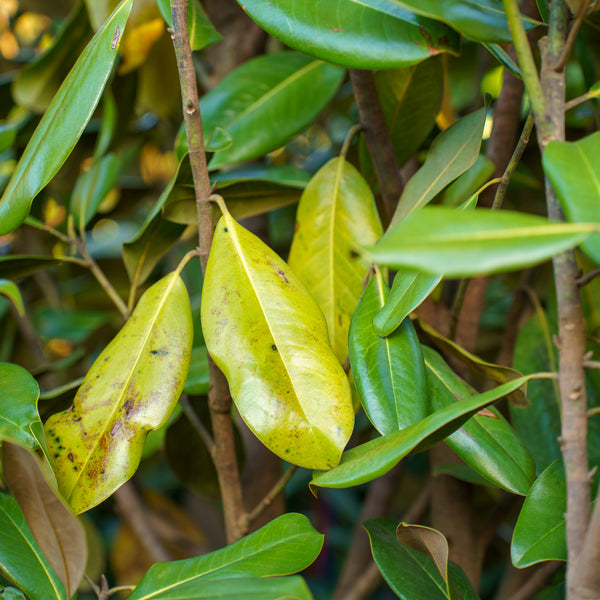 Edith Bogue Southern Magnolia