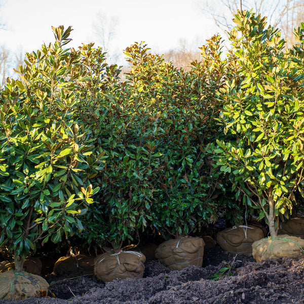 Edith Bogue Southern Magnolia