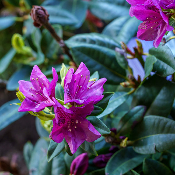 Edith Bosley Rhododendron