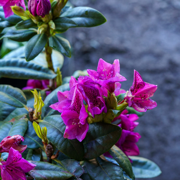 Edith Bosley Rhododendron