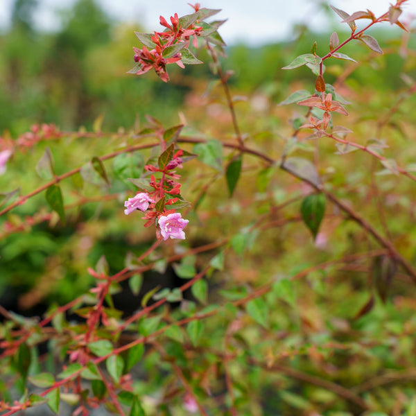 Edward Goucher Abelia