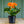 Load image into Gallery viewer, Elatior Begonia - Begonias - Houseplants
