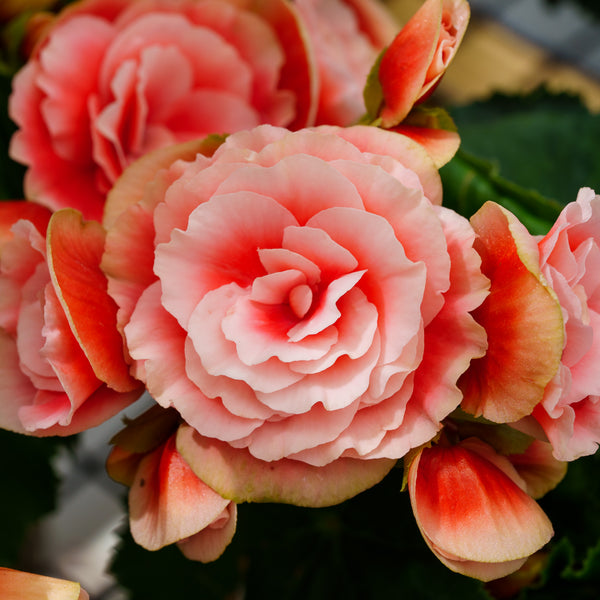 Rieger Begonia