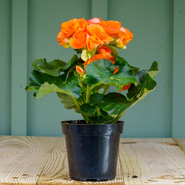 is rieger begonia an indoor or outdoor plant Rieger Begonia – Plant Detectives
