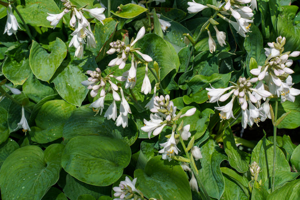 Elegans Hosta