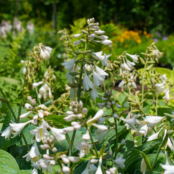 Elegans Hosta