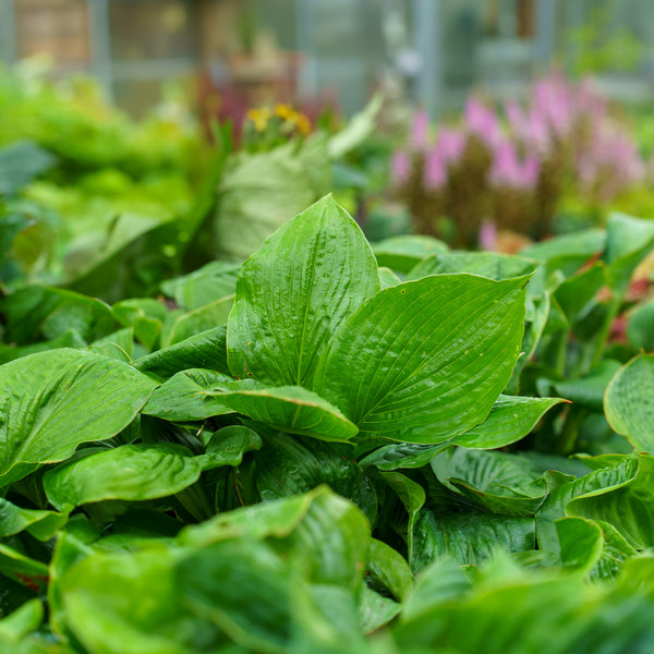 Elegans Hosta