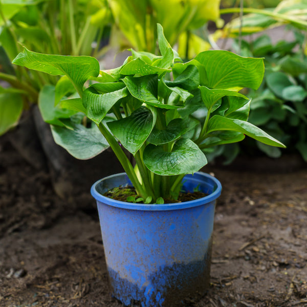 Elegans Hosta