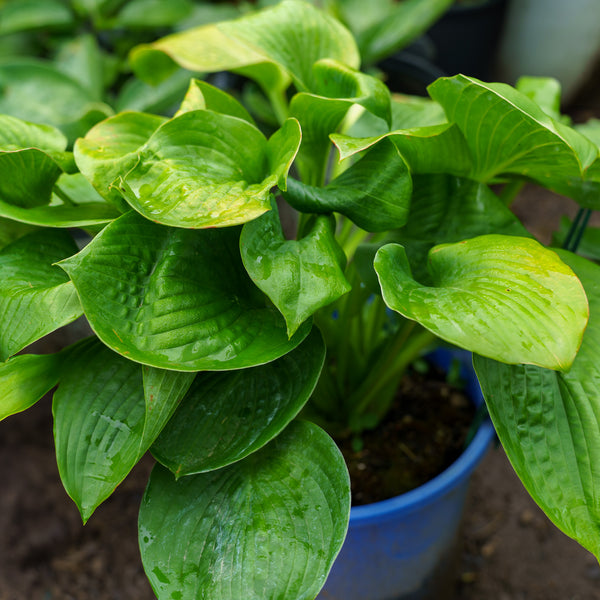 Elegans Hosta