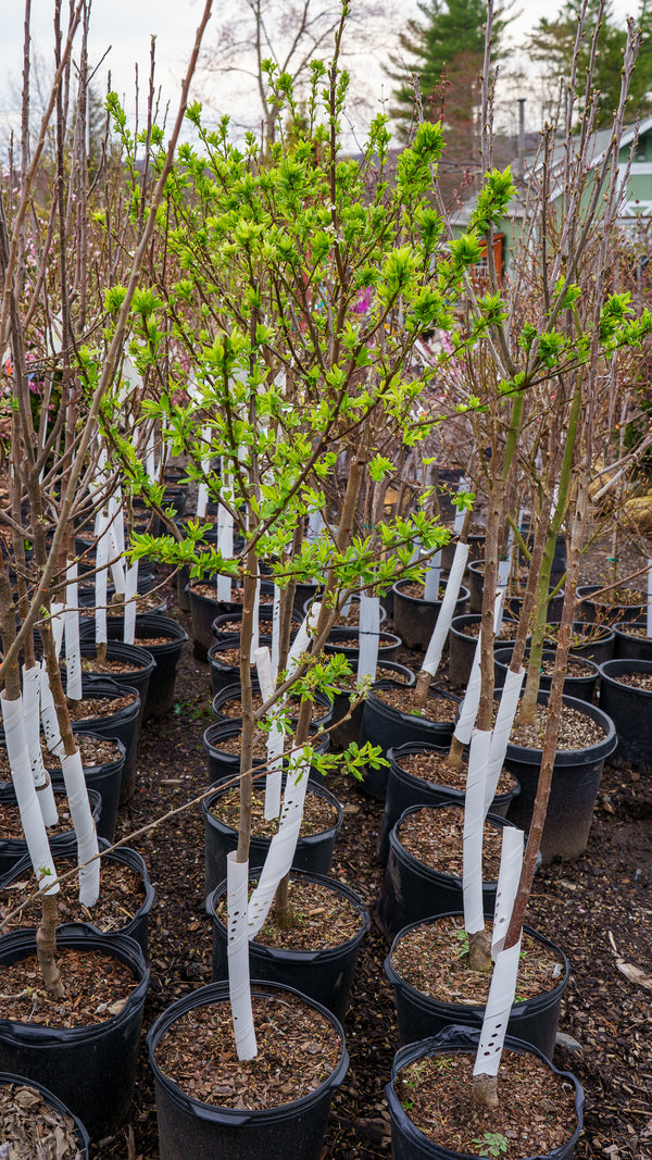 Elephant Heart Plum