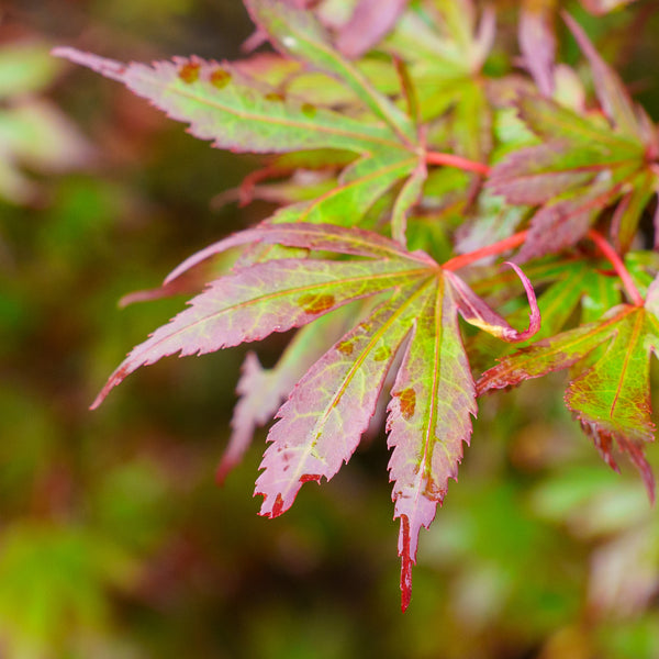 Elizabeth Japanese Maple