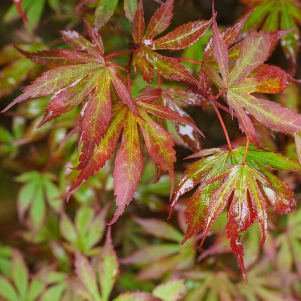 Elizabeth Japanese Maple