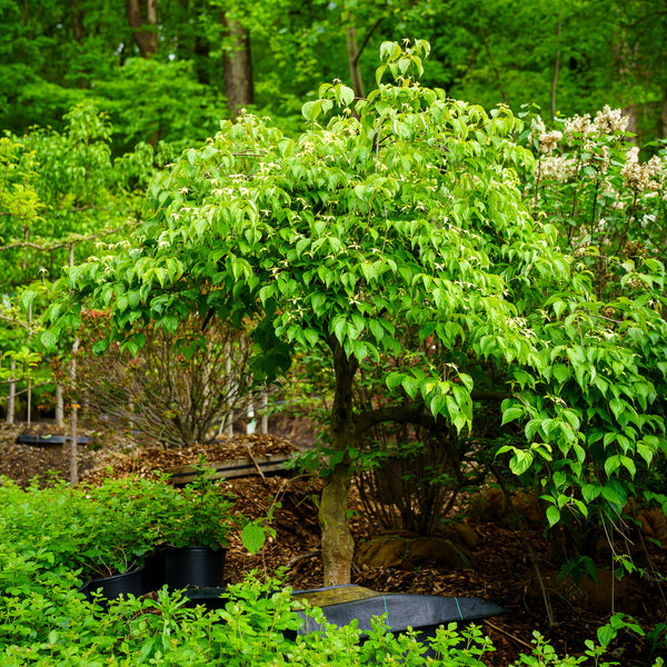 Elizabeth Lustgarten Weeping Kousa Dogwood