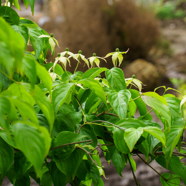 Elizabeth Lustgarten Weeping Kousa Dogwood