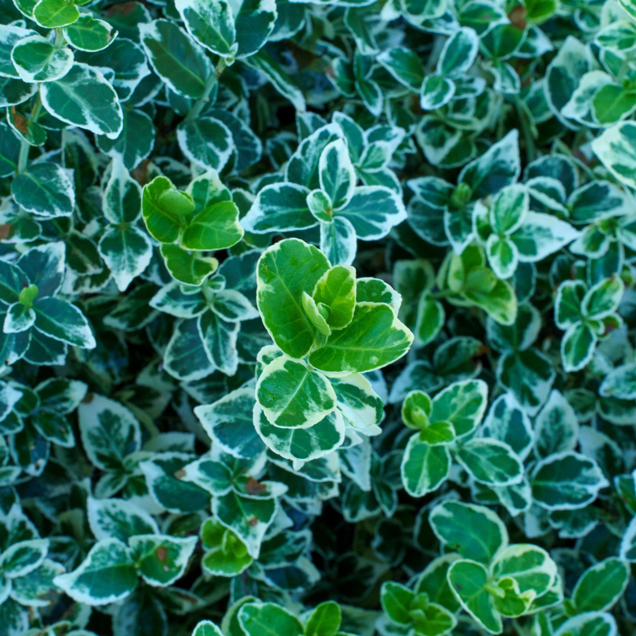 Emerald Gaiety Wintercreeper – Plant Detectives