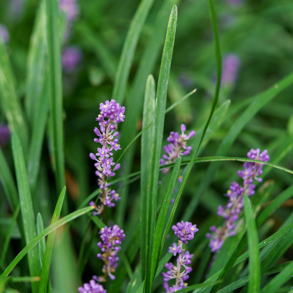 Emerald Goddess Lilyturf