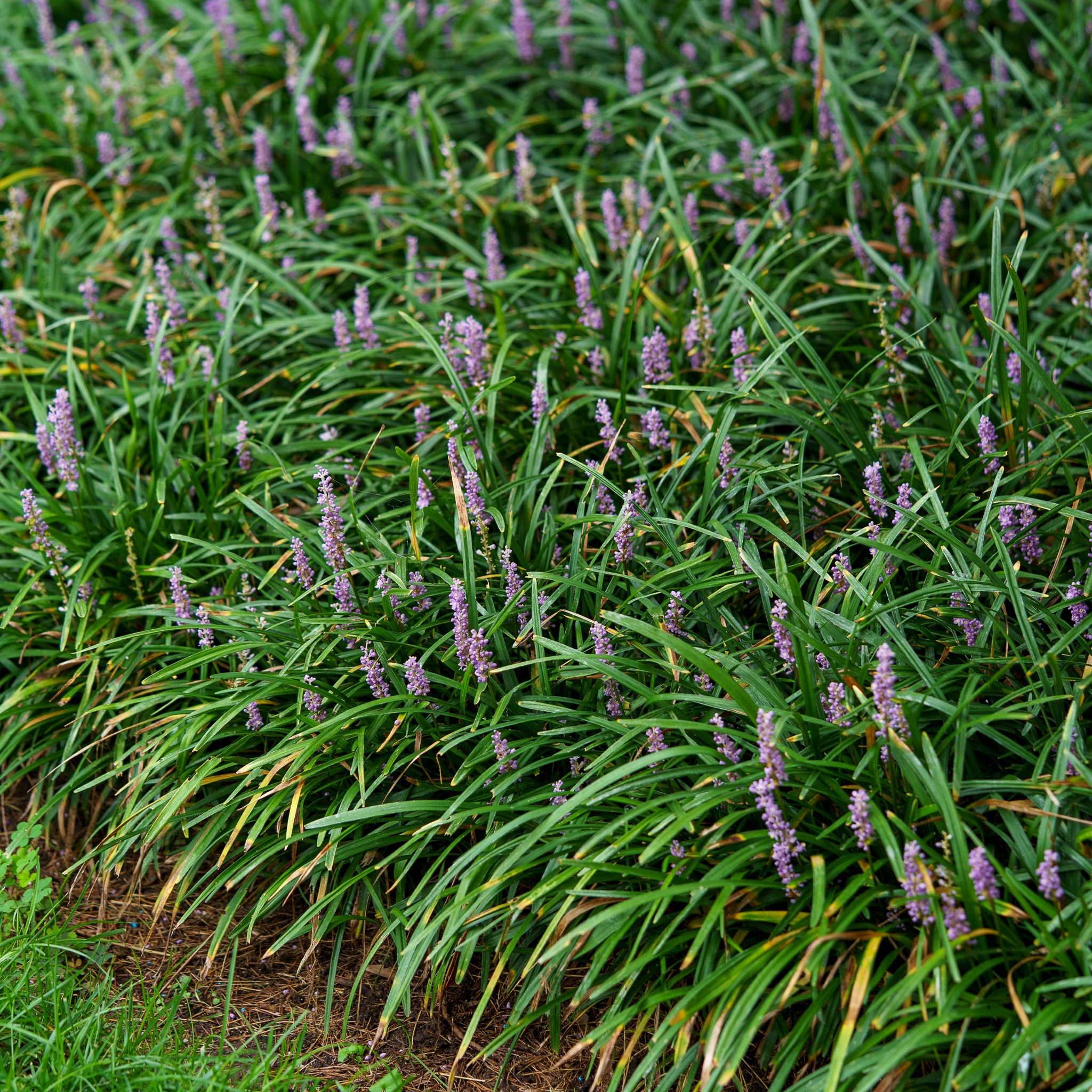 blue flower goddess lily of the valley Emerald Goddess Lilyturf – Plant Detectives