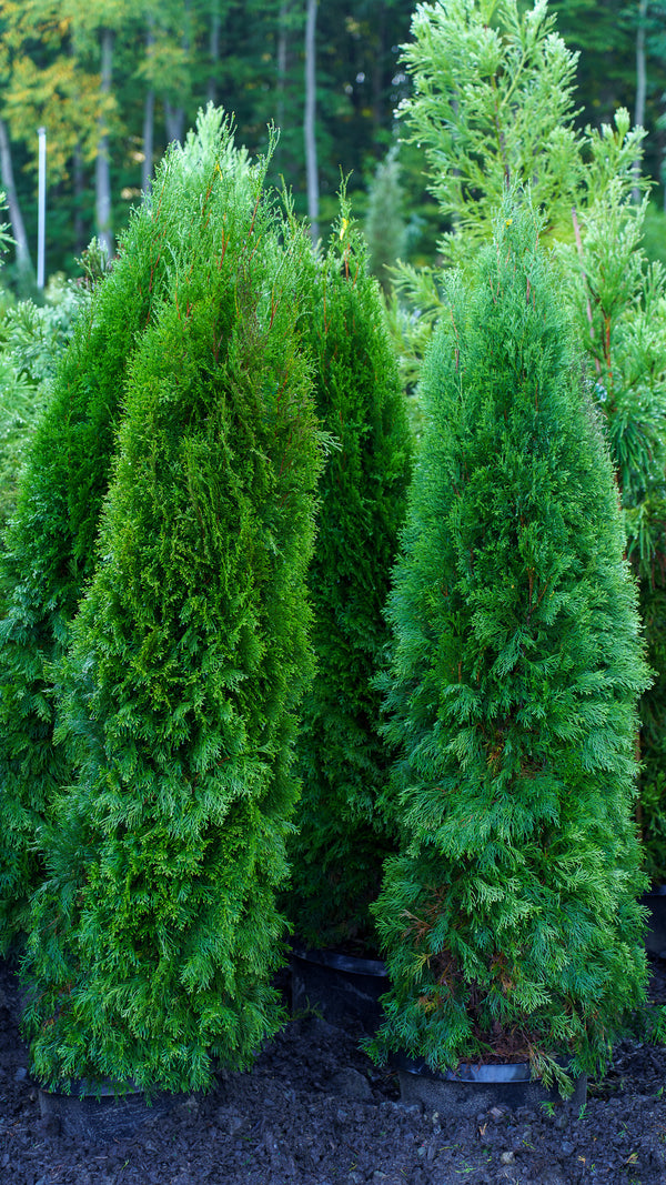 Emerald Green Arborvitae