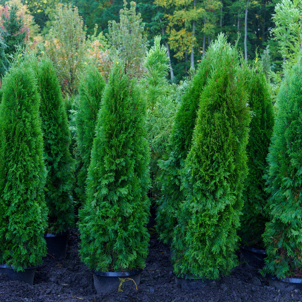 Emerald Green Arborvitae