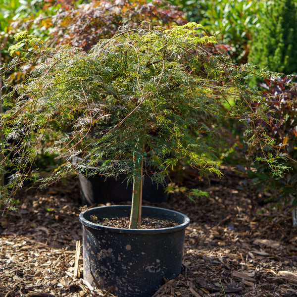 Emerald Lace Japanese Maple