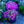 Load image into Gallery viewer, Emerald Pink Creeping Phlox
