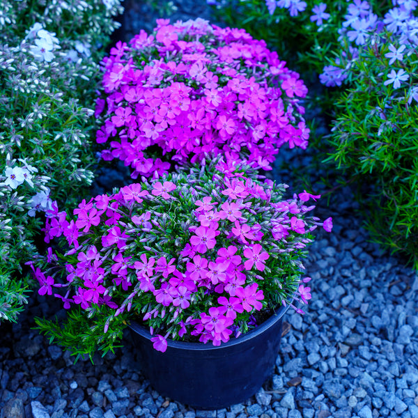 Emerald Pink Creeping Phlox