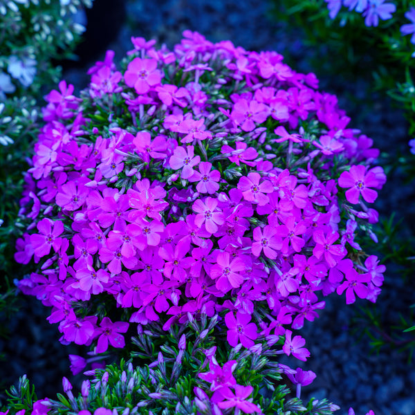 Emerald Pink Creeping Phlox
