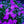 Load image into Gallery viewer, Emerald Pink Creeping Phlox
