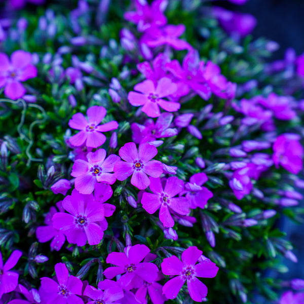 Emerald Pink Creeping Phlox