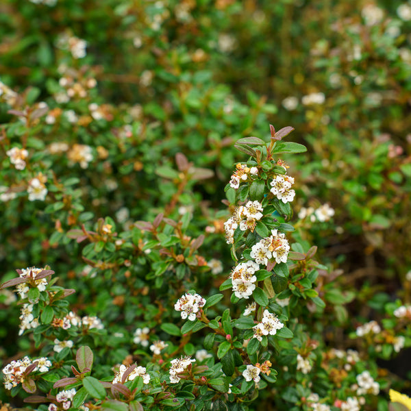 Emerald Sprite Cotoneaster