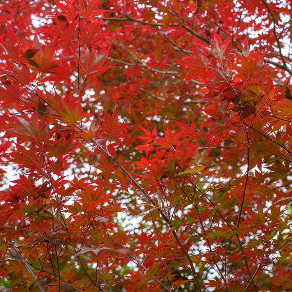 Emperor 1 Japanese Maple