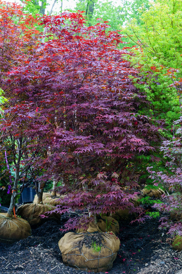 Emperor 1 Japanese Maple - Japanese Maple - Japanese Maples