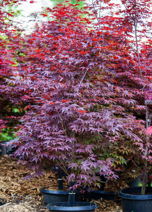 Emperor 1 Japanese Maple - Japanese Maple - Japanese Maples