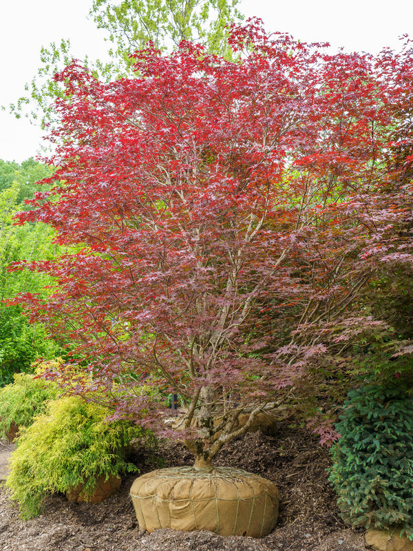 Emperor 1 Japanese Maple