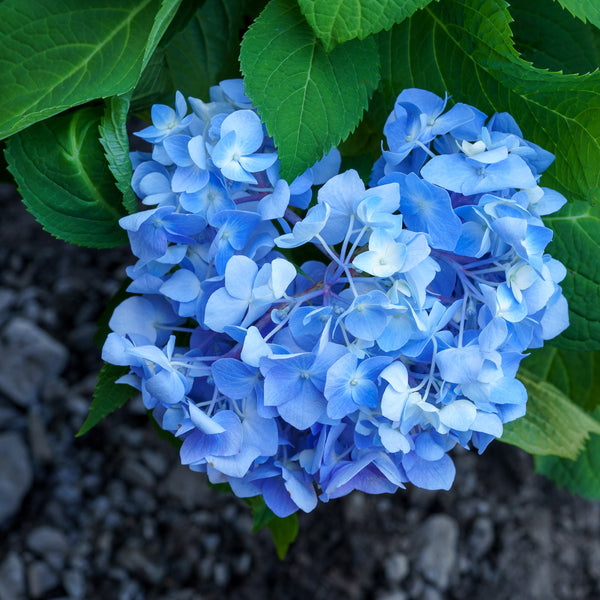 Endless Summer Hydrangea - Hydrangea - Shrubs