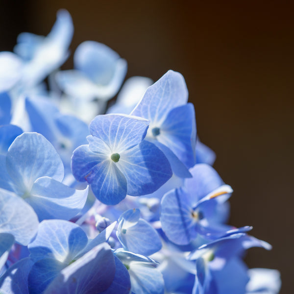 Endless Summer Hydrangea - Hydrangea - Shrubs