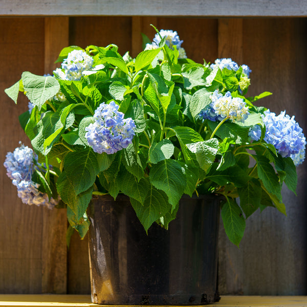 Endless Summer Hydrangea - Hydrangea - Shrubs