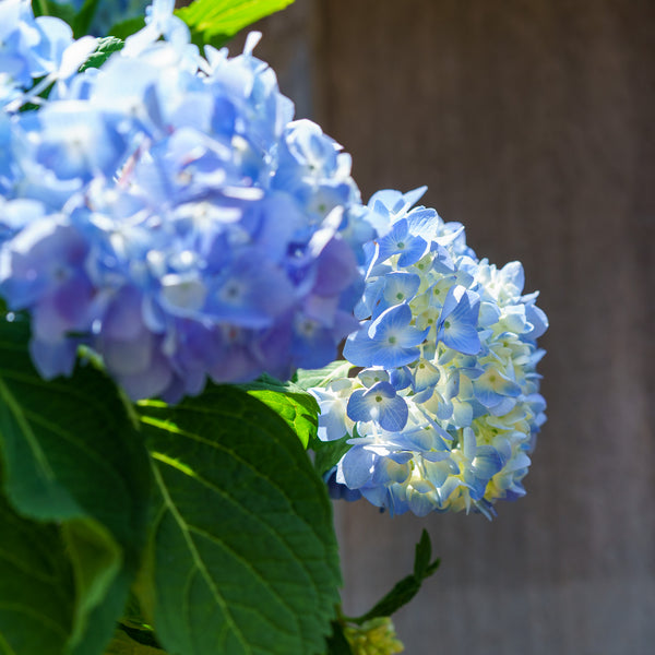 Endless Summer Hydrangea - Hydrangea - Shrubs