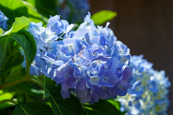 Endless Summer Hydrangea - Hydrangea - Shrubs