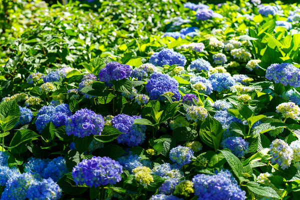 Endless Summer Hydrangea