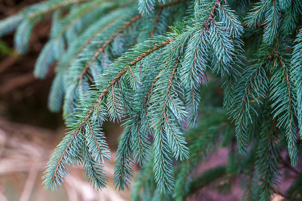 Engelmann Spruce - Spruce - Conifers